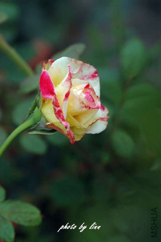 DSC_3284.jpg