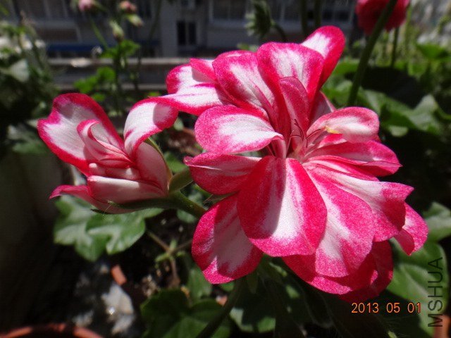 DSC05323.JPG