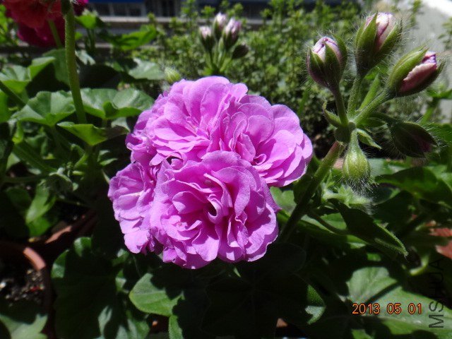 DSC05255.JPG