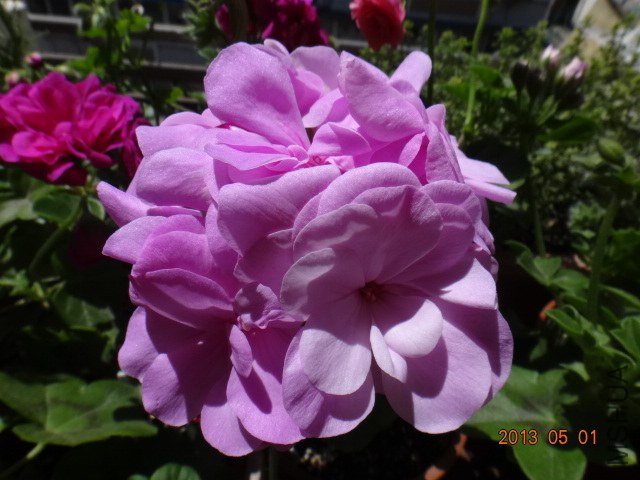 DSC05280.JPG