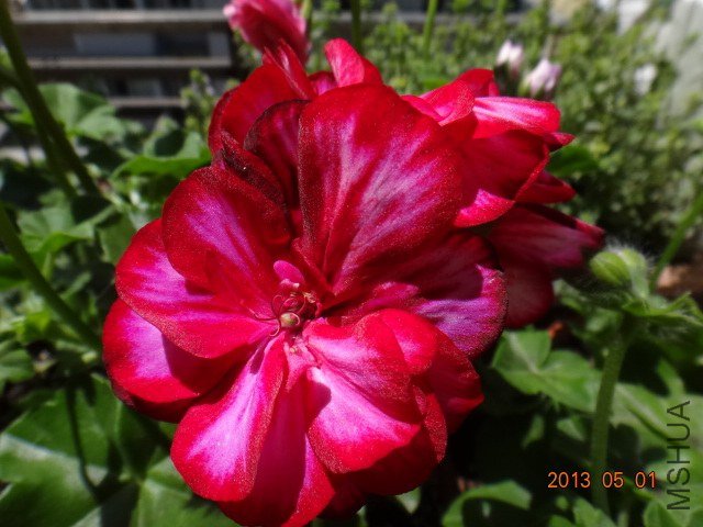 DSC05283.JPG