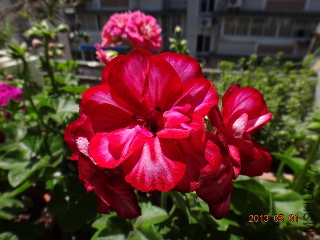 DSC05293.JPG