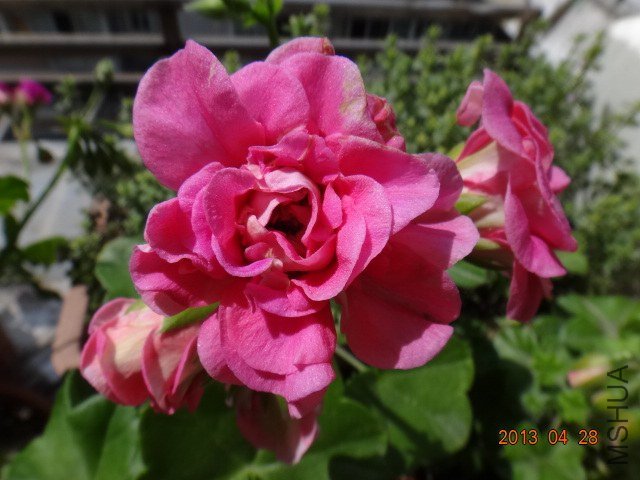 DSC04925.JPG