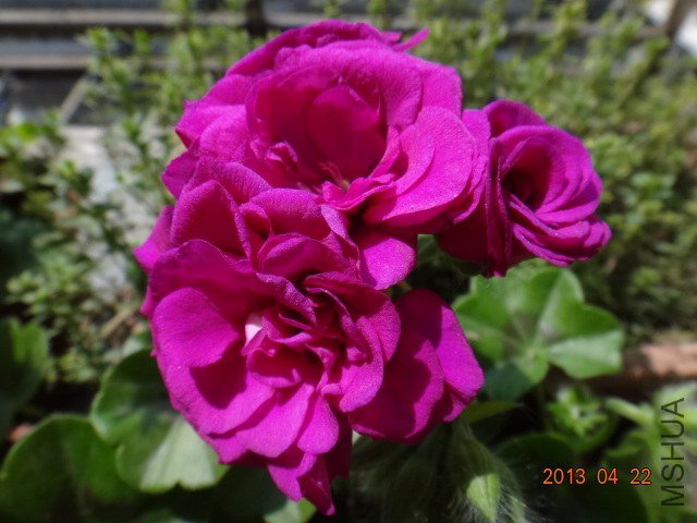 DSC04688.JPG