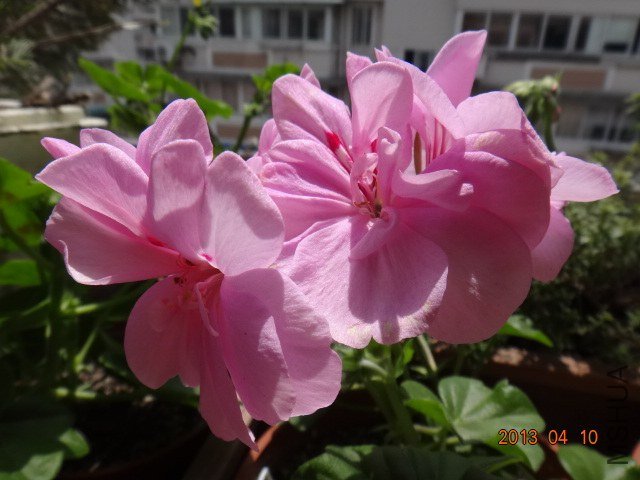 DSC03602.JPG