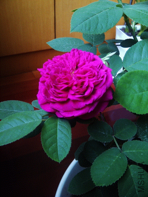 IMG-20130430-00201 (480x640).gif