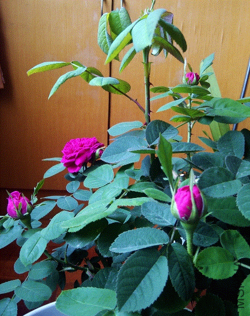 IMG-20130430-00205 (507x640).gif