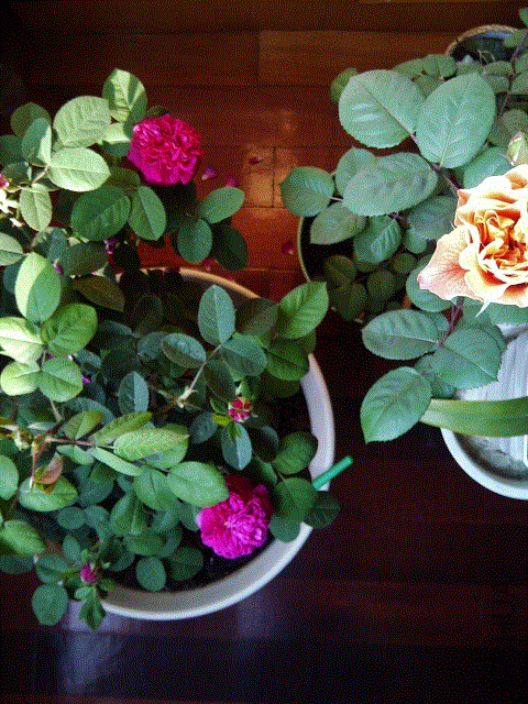 IMG-20130429-00196 (480x640) (480x640).gif