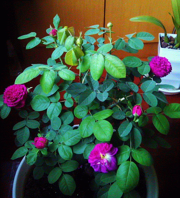 IMG-20130430-00200 (583x640).gif