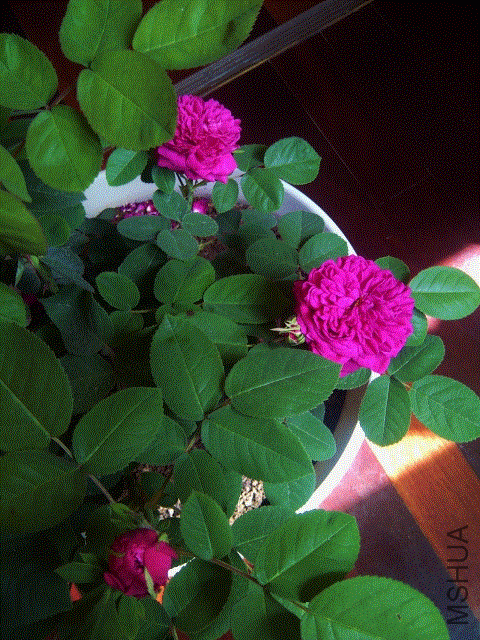 IMG-20130501-00219 (480x640).gif