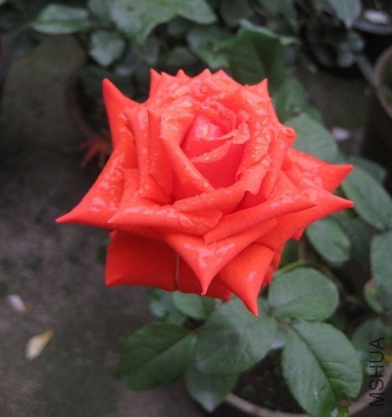 ��Ƭ 052.jpg