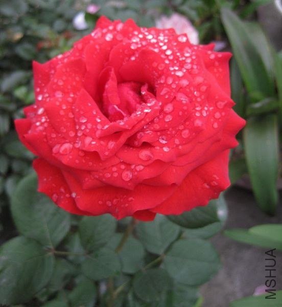 ��Ƭ 054.jpg