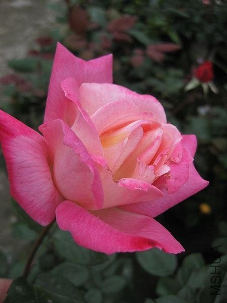 ��Ƭ 056.jpg