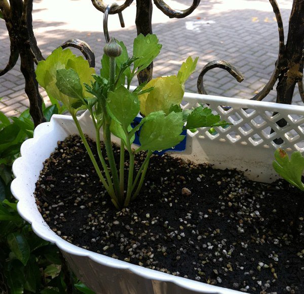 ��ëݢ20130502.jpg