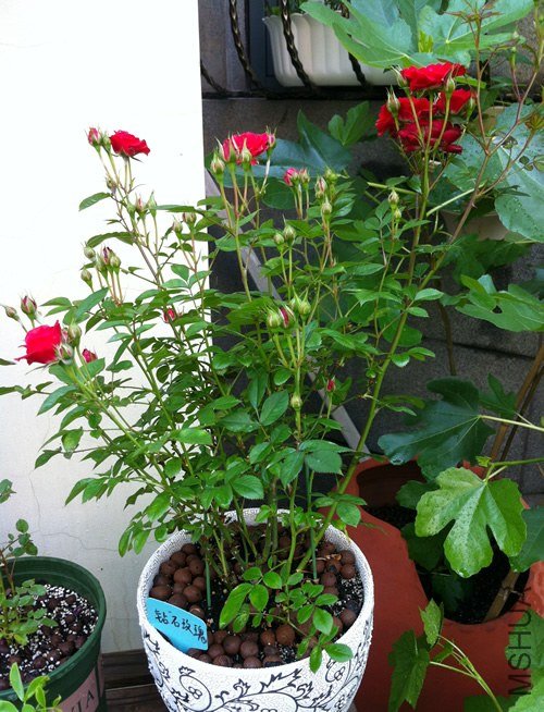 ��ʯõ�� ����Ħ��20130502.jpg