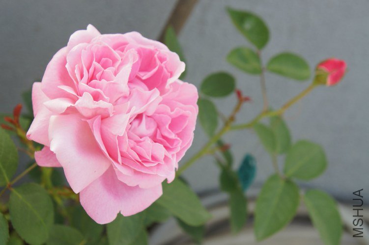 2013�괺���룭����õ��