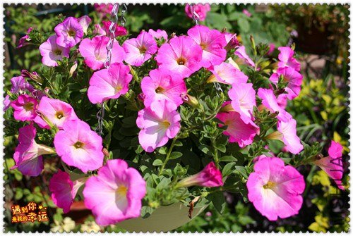 ��Ƭ 026_����.jpg