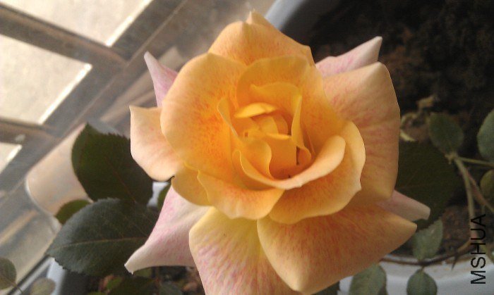 IMAG0101_conew3.jpg