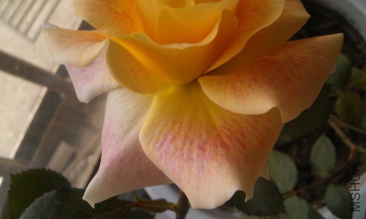 IMAG0102_conew1.jpg