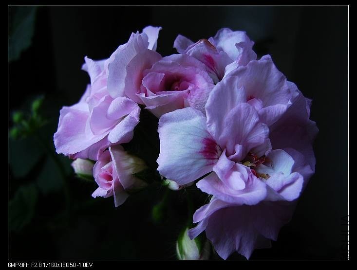 PICT7662.jpg