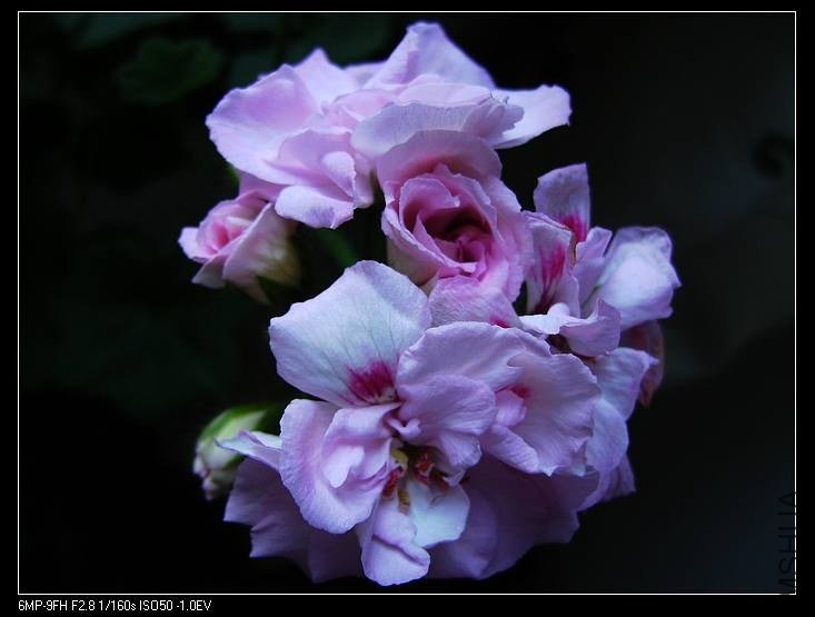 PICT7673.jpg
