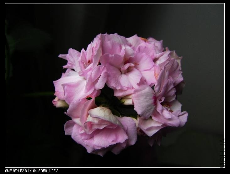 PICT7682.jpg