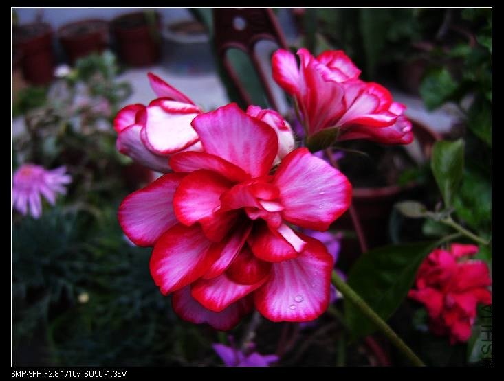 PICT7684.jpg