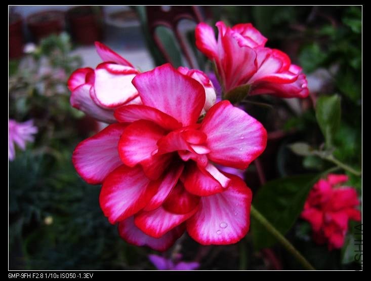 PICT7685.jpg