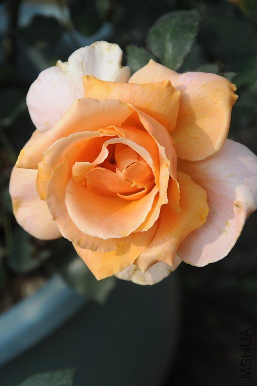 DSC_0928.JPG