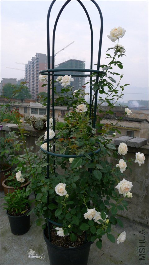 p1090434.jpg