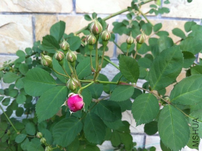 ��  ޢ  ��  ��