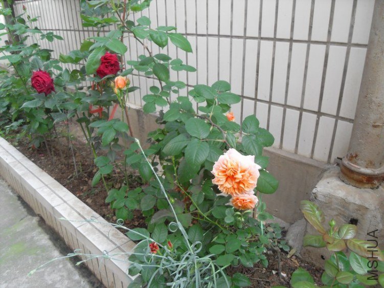 SDC18405.JPG