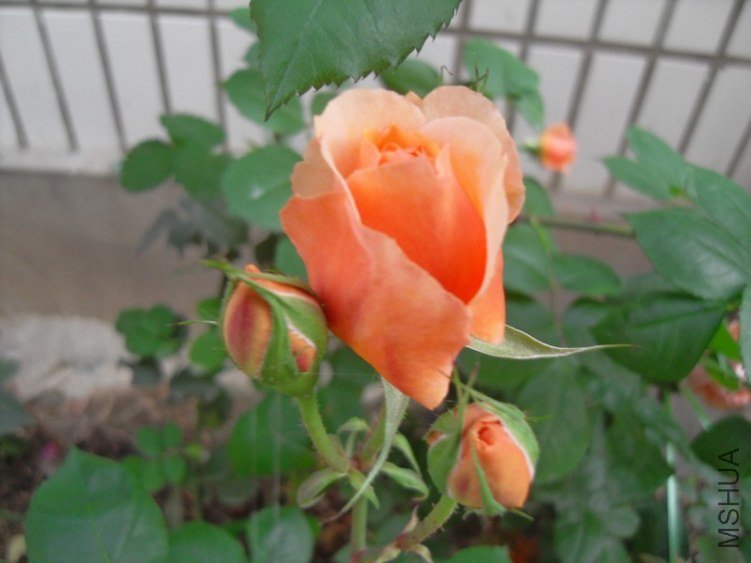 SDC18407.JPG