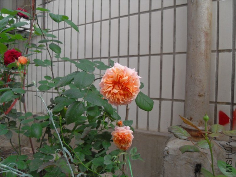 SDC18412.JPG