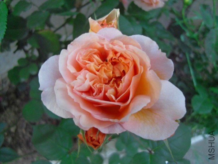 SDC18636.JPG