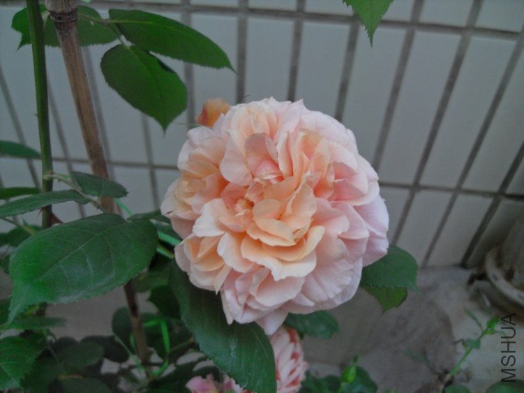 SDC18638.JPG