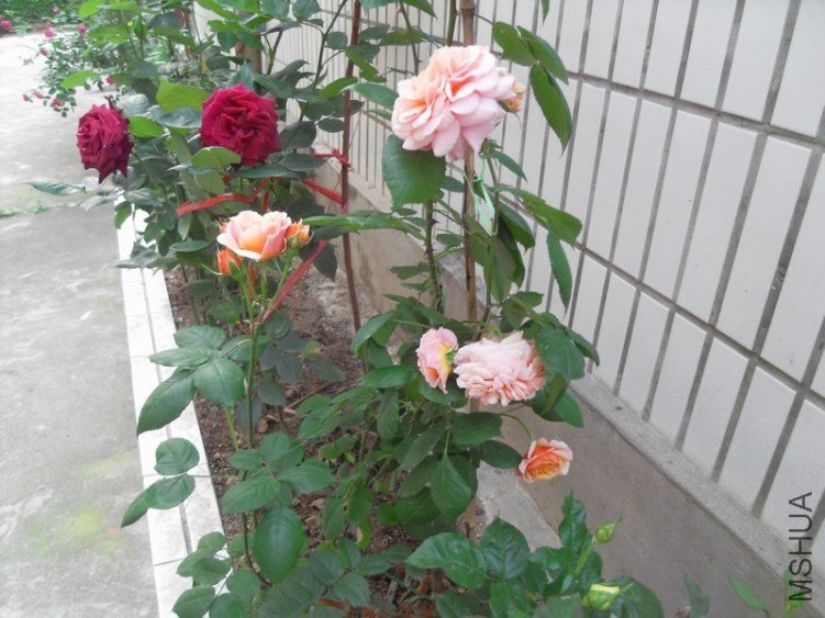 SDC18641.JPG