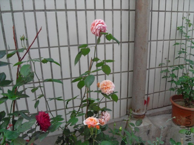 SDC18643.JPG