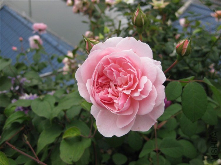 ����˹2008.jpg