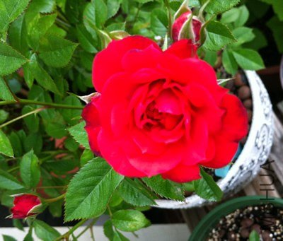 ��ʯõ�� ����Ħ��20130503B.jpg