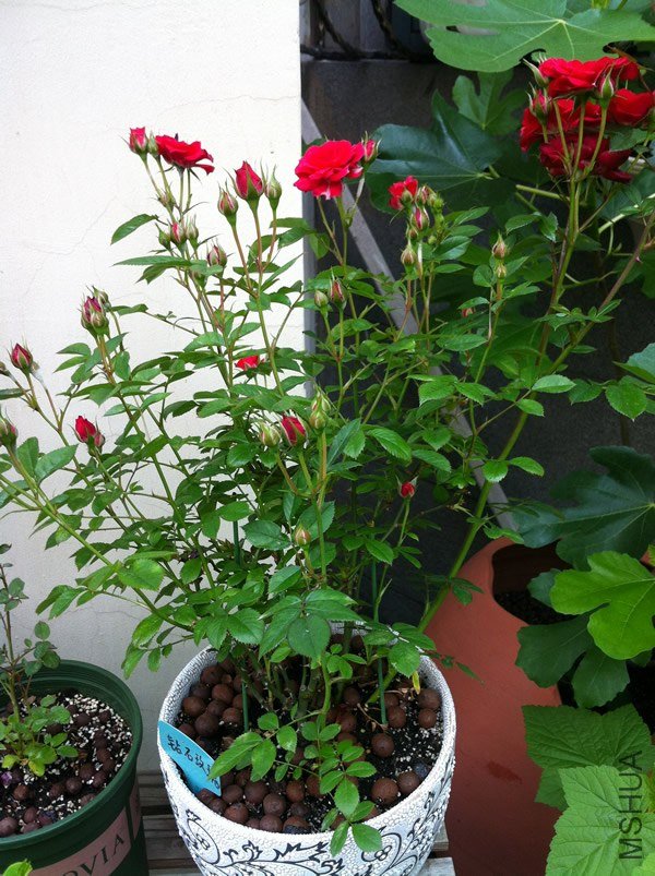 ��ʯõ�� ����Ħ��20130503A.jpg