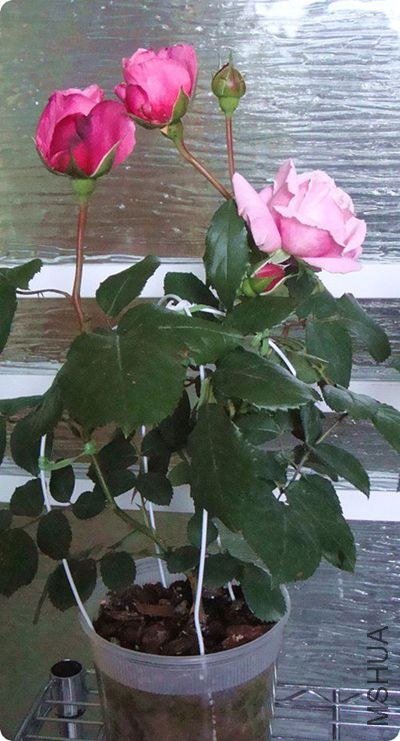 ���˻���ɫ����ûɶë����