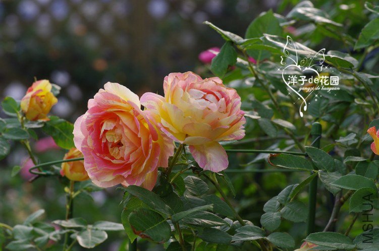 IMGP5741.JPG