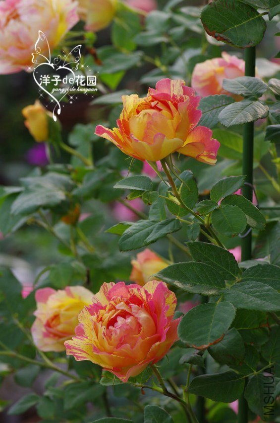 IMGP5742.JPG