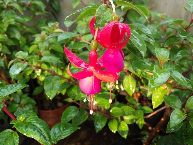 DSCF2645.JPG