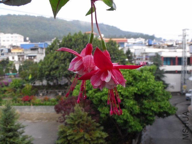 DSCF2655.JPG