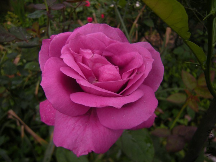DSCN8489.JPG