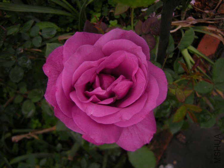 DSCN8490.JPG