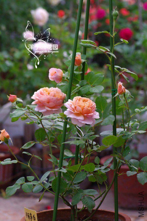 IMGP5755.JPG