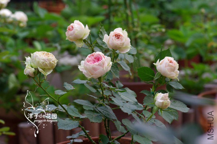 IMGP5778.JPG